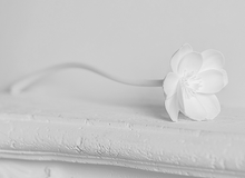 Load image into Gallery viewer, White Peony Faux Flora